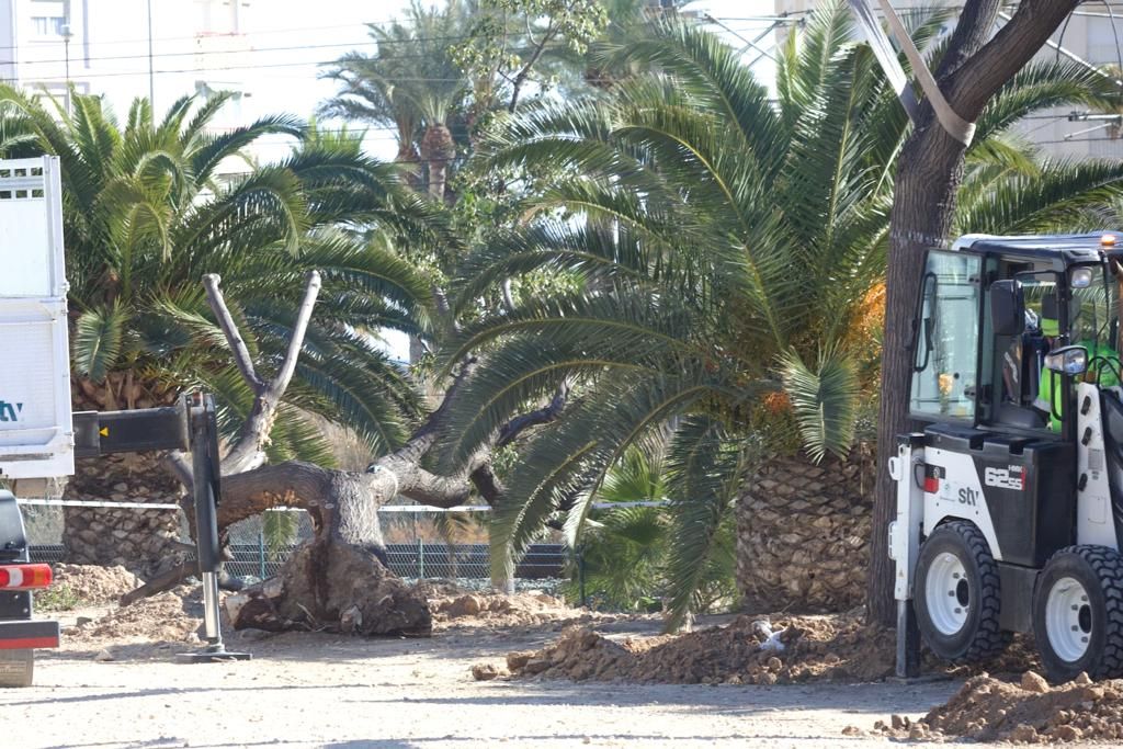 Trasladas las melias al parque Sergio Melgares