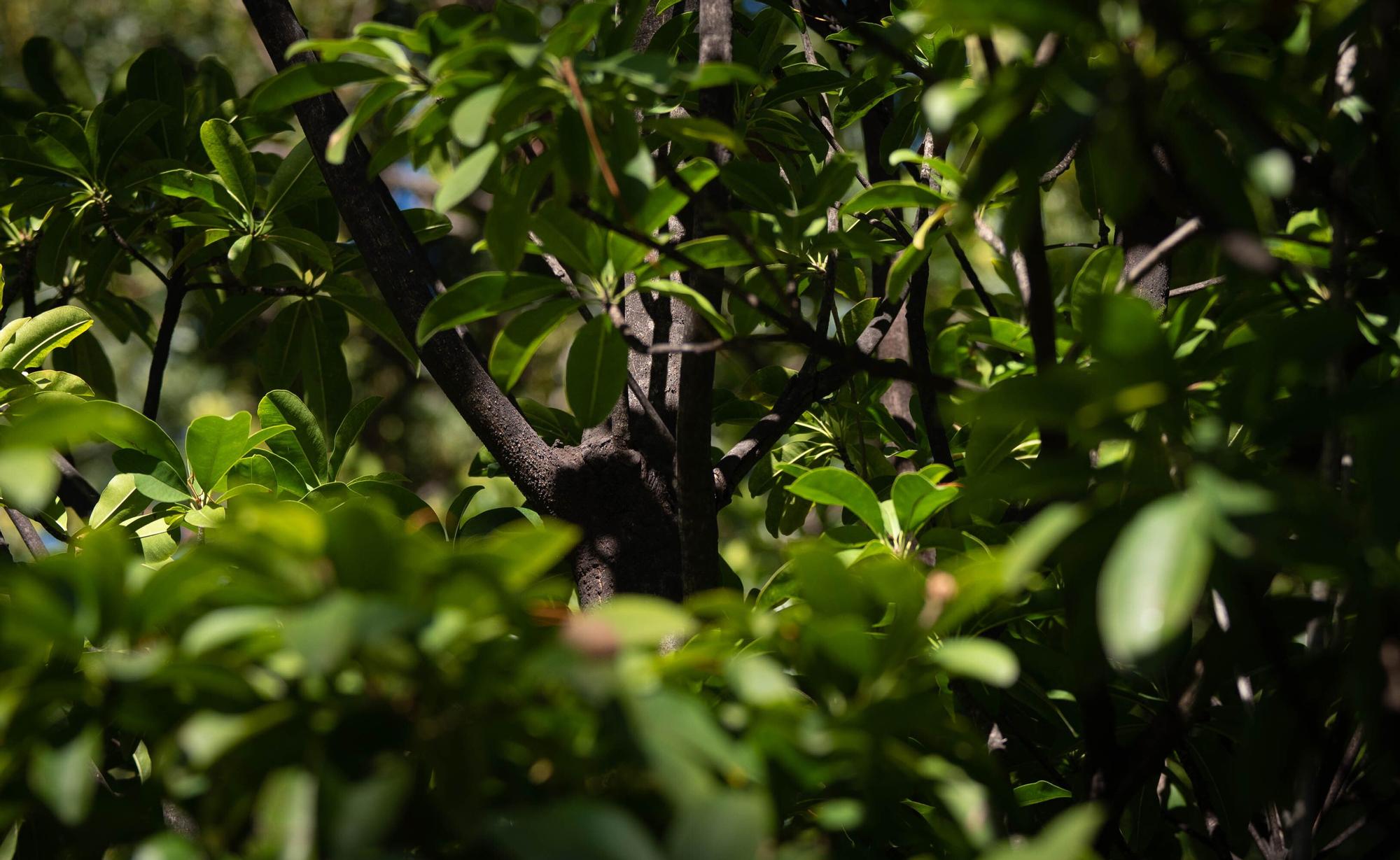 Reapertura Jardín Botánico