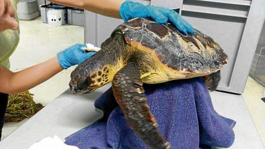 La tortuga rescatada en Sóller se recupera