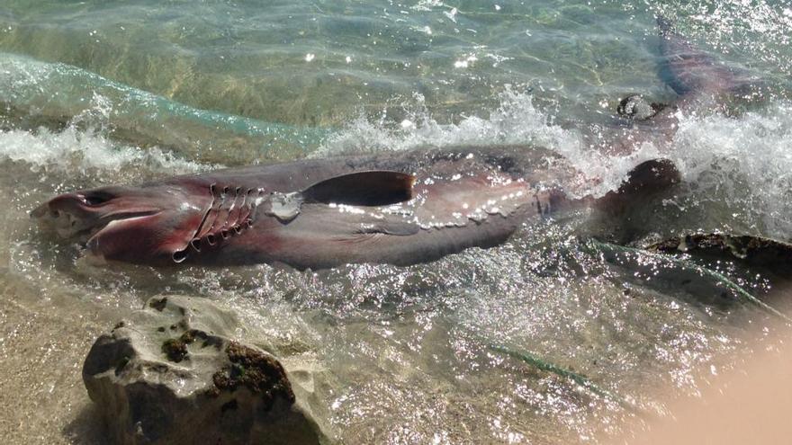Hallan muerto en una playa de Calp un tiburón de tres metros