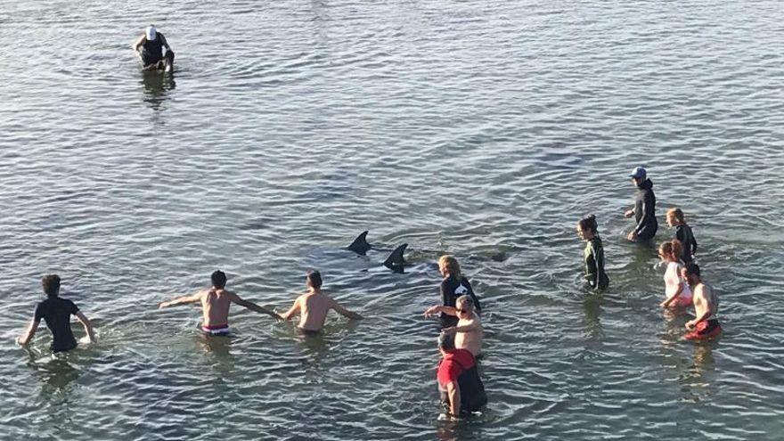 El equipo de rescate de los delfines varados en abril de 2016.