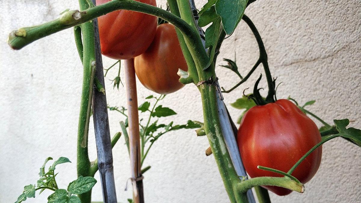 Una mata de tomates, en un huerto en casa