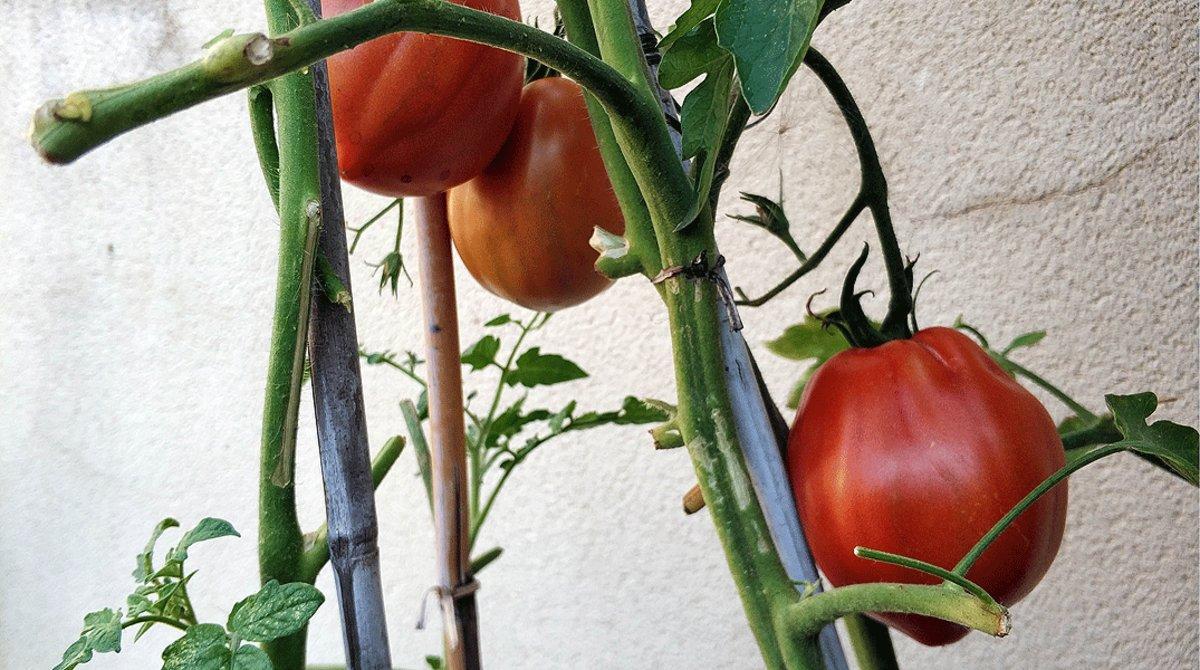 Una mata de tomates, en un huerto en casa.