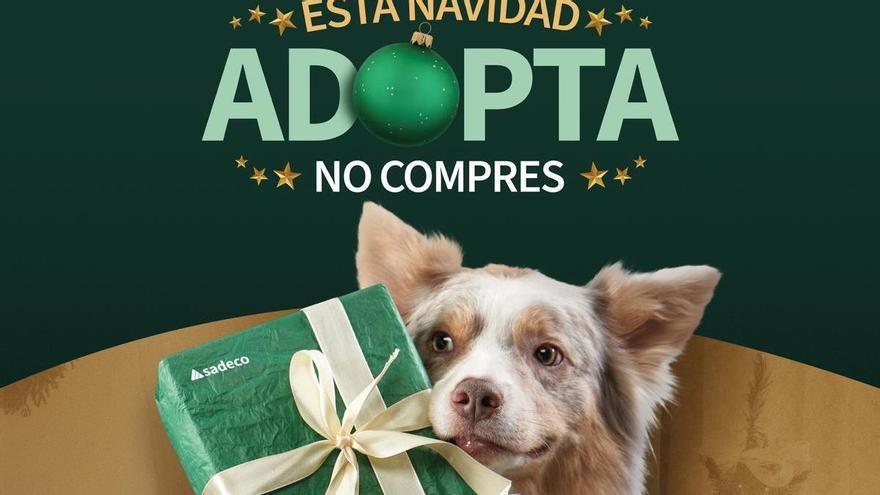 Los futbolistas del Córdoba CF saltarán al campo con mascotas para concienciar sobre la adopción