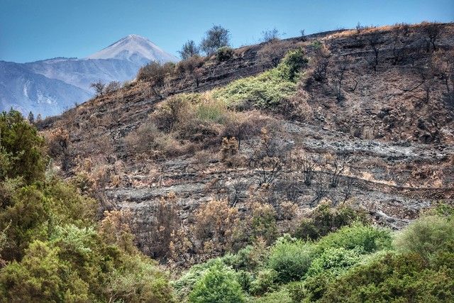 Zonas arrasadas por el incendio en el Norte de Tenerife