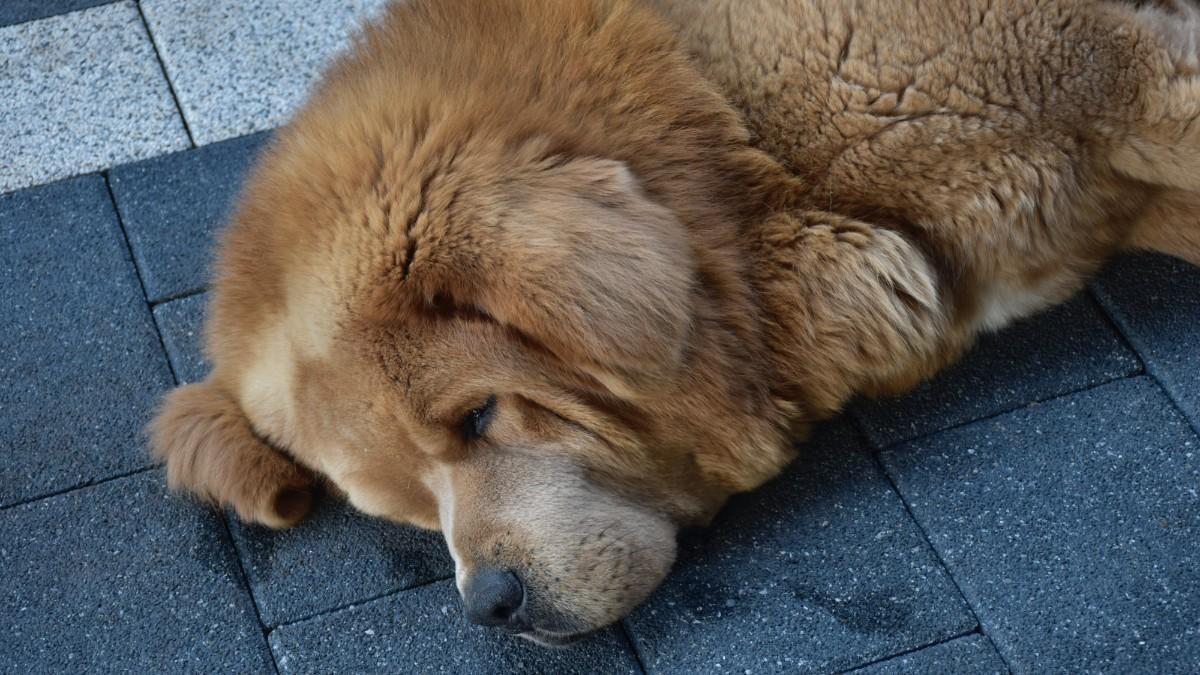 Terranova. Las razas de perro más tranquilas