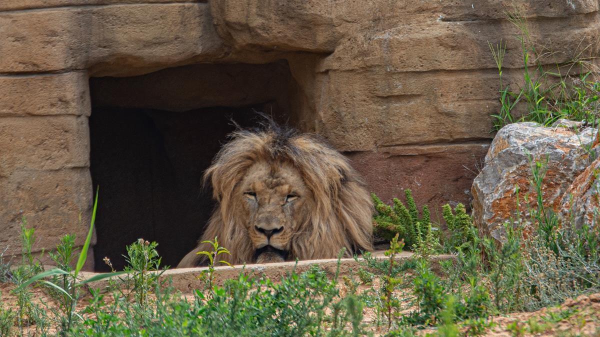 Un león, felino de larguísimas siestas, en su recinto del Zoo de Barcelona.