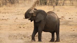 kamor33750855 a young elephant throws sand at a dry drinking hol160504165900