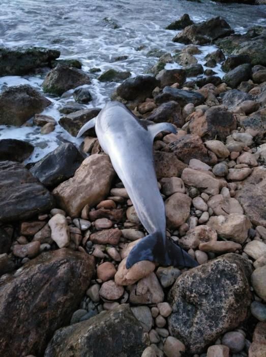 Aparece un delfín mular muerto de 2,2 metros en la cala de La Zorra de Torrevieja. Está en una zona de muy difícil acceso