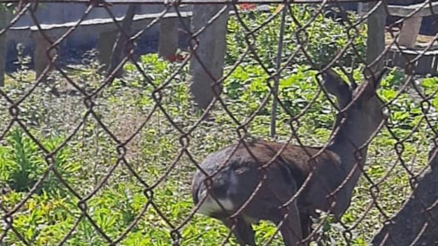 CORZOS EN CANGAS: Los animales entran en casas de Aldán