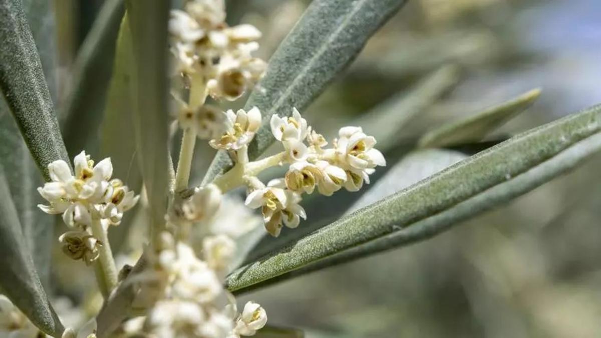 La floración del olivo sitúa en extremos los niveles de polen para los alérgicos.