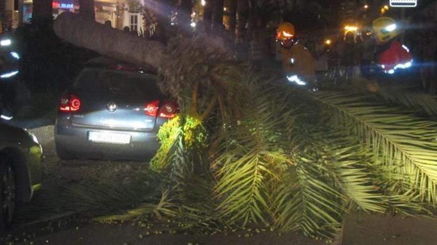 El Ayuntamiento de Torrevieja  pagará 10.500 euros por la caída de una palmera sobre un vehículo