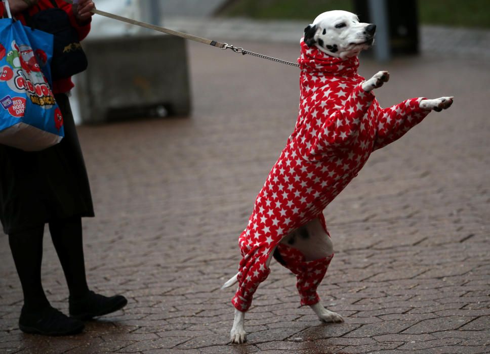 Crufts 2019: L'exhibició de gossos més gran del món