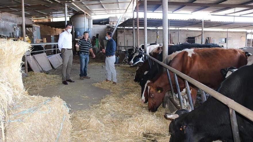 Los Realejos distributes 23,000 euros to help local farmers