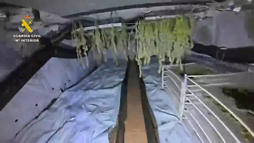 Detenidos tres miembros de una familia tras desmantelar una plantación de marihuana en Ibi