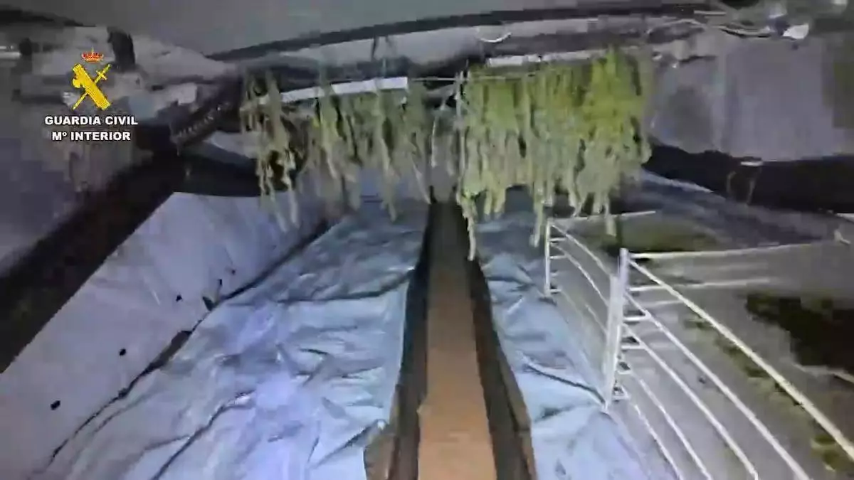 Detienen a una pareja de jubilados y al hijo de ella por cultivar y vender marihuana en una casa de Ibi