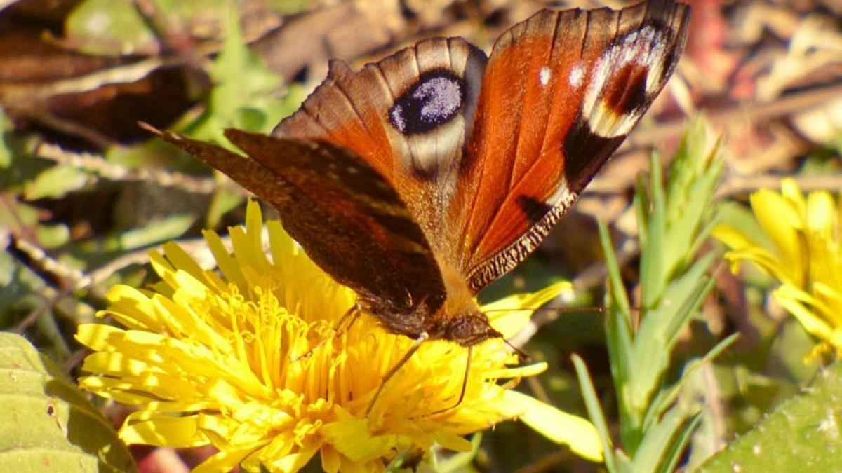 Mariposa pavo real.