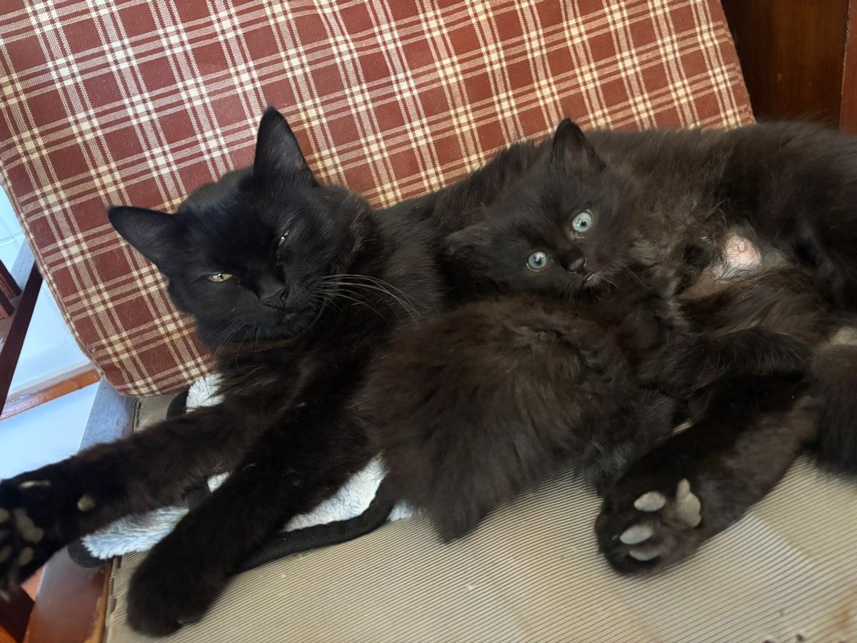 Las protectoras están poniendo especial atención sobre las peticiones de adopción de gatos negros