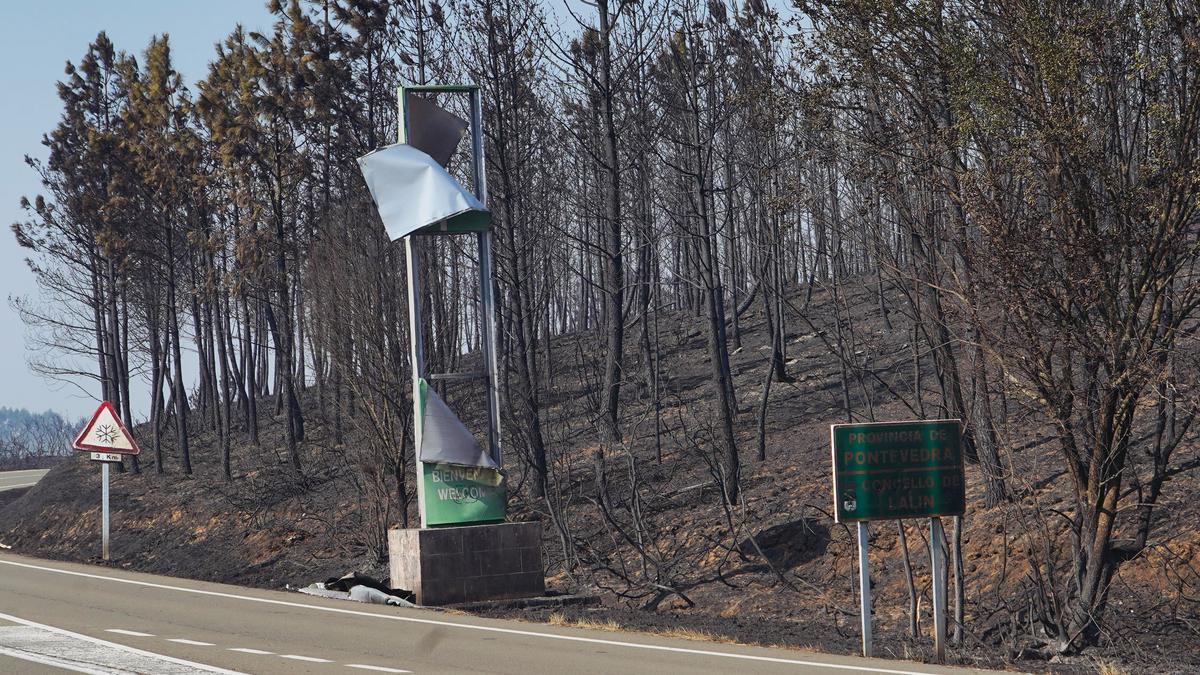 Una plantación de pinares quemada, justo en la entrada al Concello de Lalín desde O Irixo.