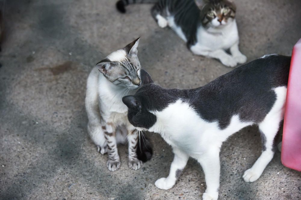 El nombre de gossos adoptats a Manresa cau el 38% i augmenten els gats trobats al carrer