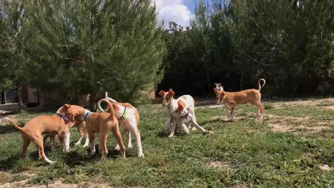 Una millonaria paga un centro para perros en Ibiza que los envía a Suiza en jet