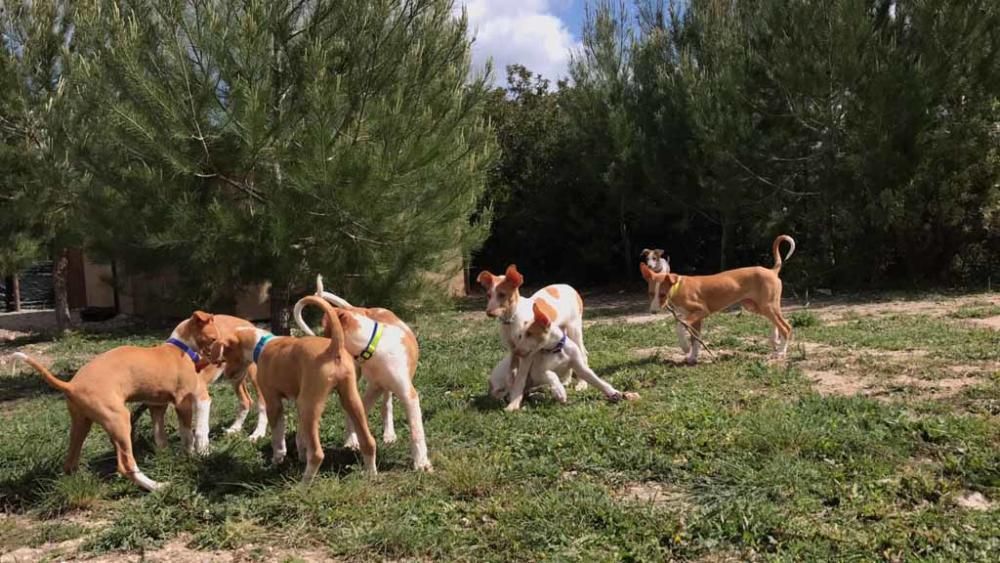 La nueva perrera de la isla, financiada por la Fundación Gossos, está cerca de Sant Rafel. Ya está prácticamente construida