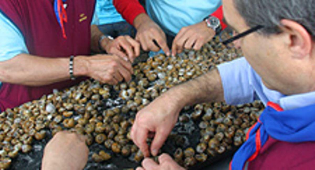 Preparant els cargols. Preparant els cargols.