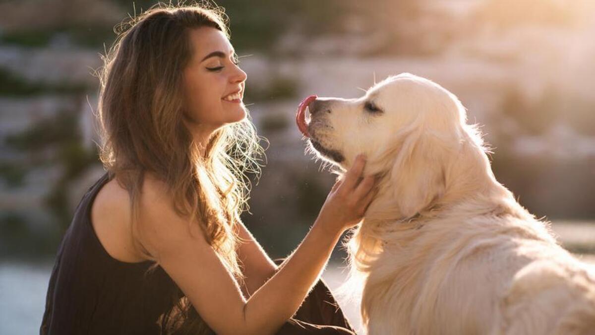 Revisa la herida del perro para poder determinar si debes llevarlo al veterinario.