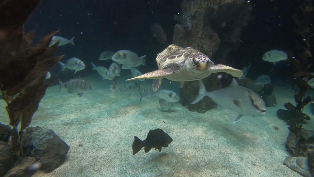 La tortuga boba Federica en el acuario