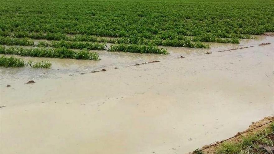 Agricultura amplía la rebaja fiscal del tomate a la provincia de Cáceres