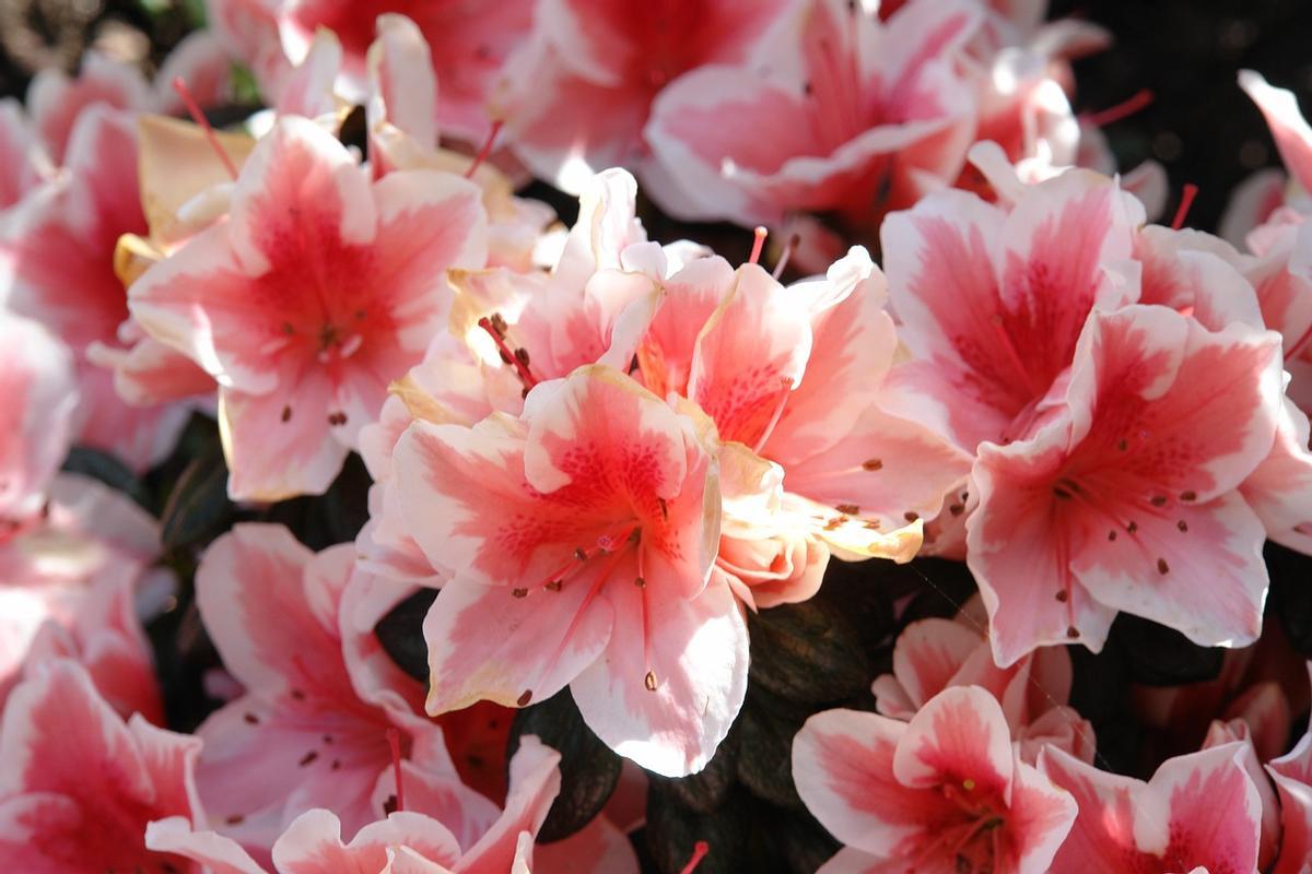 Plantas de exterior resistentes todo el año en macetas: la azalea