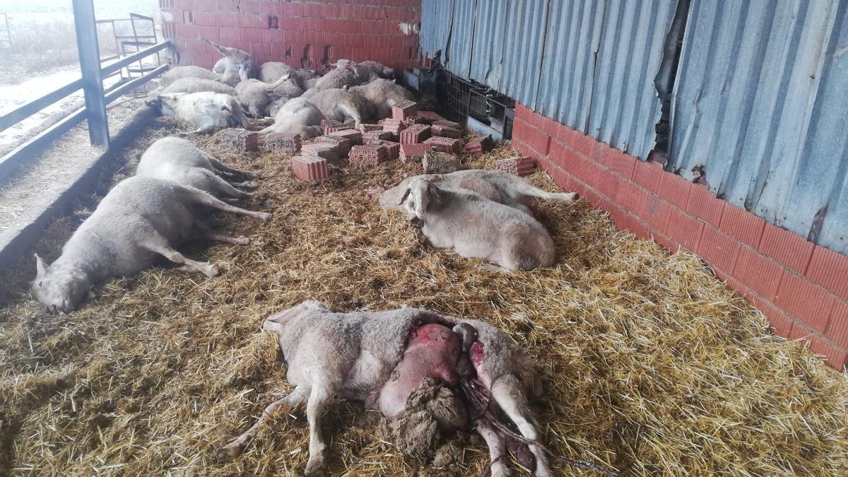 Zamora | Unas 60 ovejas muertas por el lobo en Villalonso