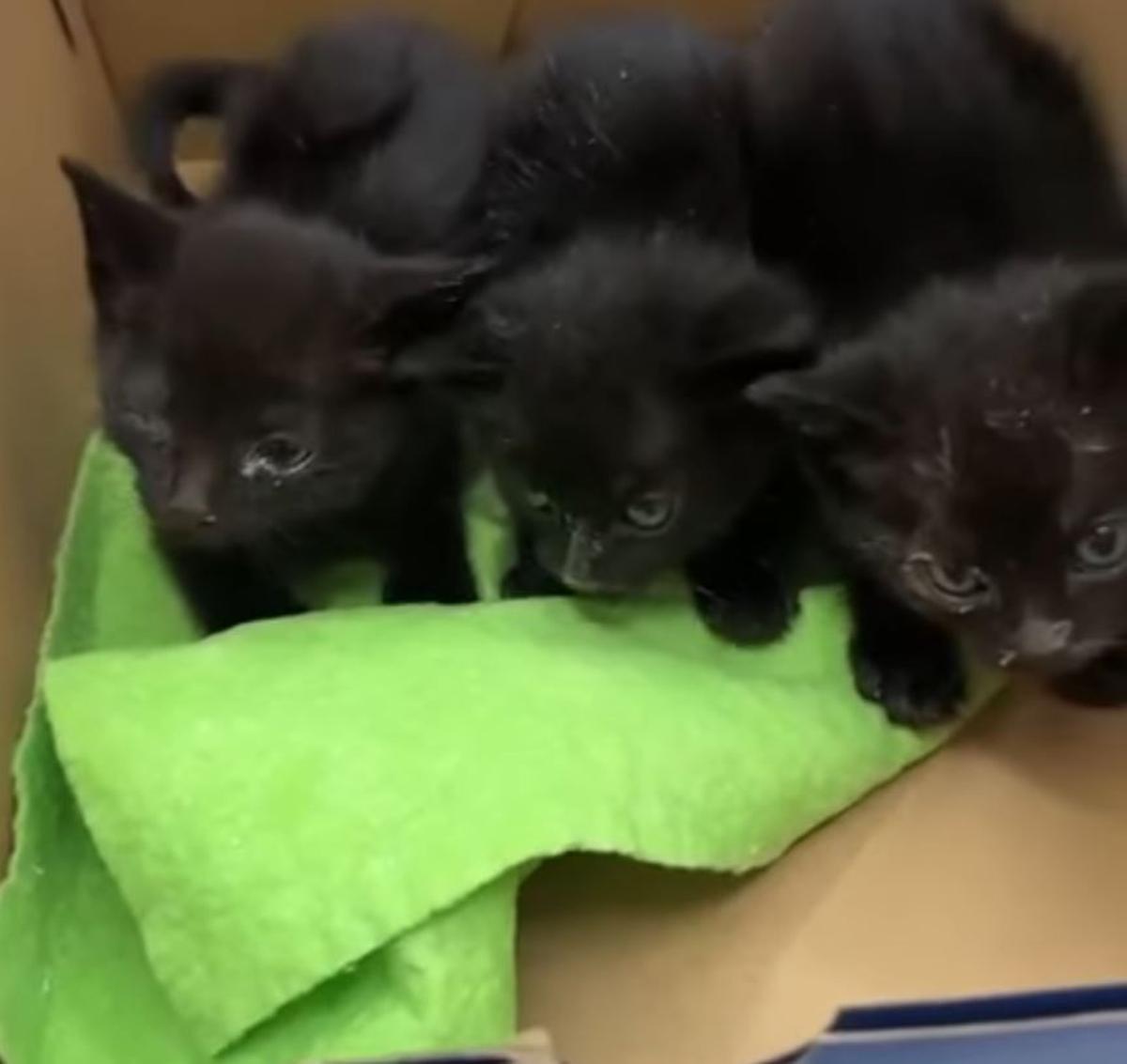 Los gatitos abandonados