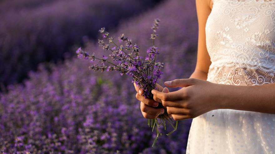 Plantas aromáticas para todos los días del año