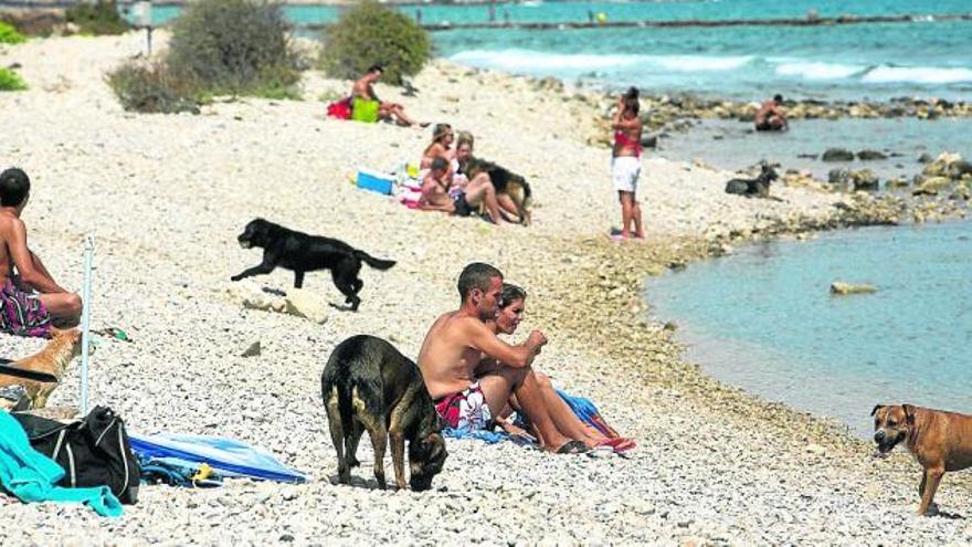 Imagen de archivo de la playa para perros habilitada en El Campello.
