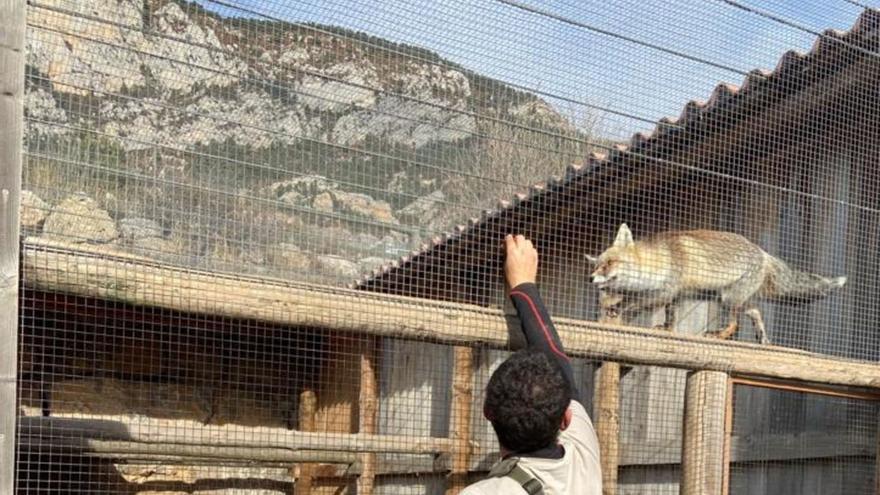 La caiguda de visitants per les altes temperatures fa perillar el Zoo del Pirineu