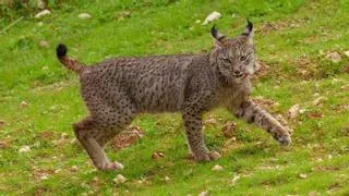 Uvita y U2 hacen historia: nace la primera camada de lince ibérico en el Parque Nacional de Cabañeros