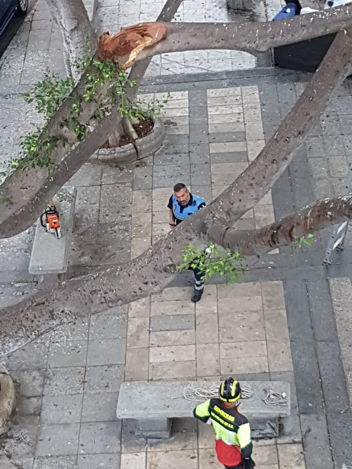 Una rama de un árbol, a punto de caer en Schamann