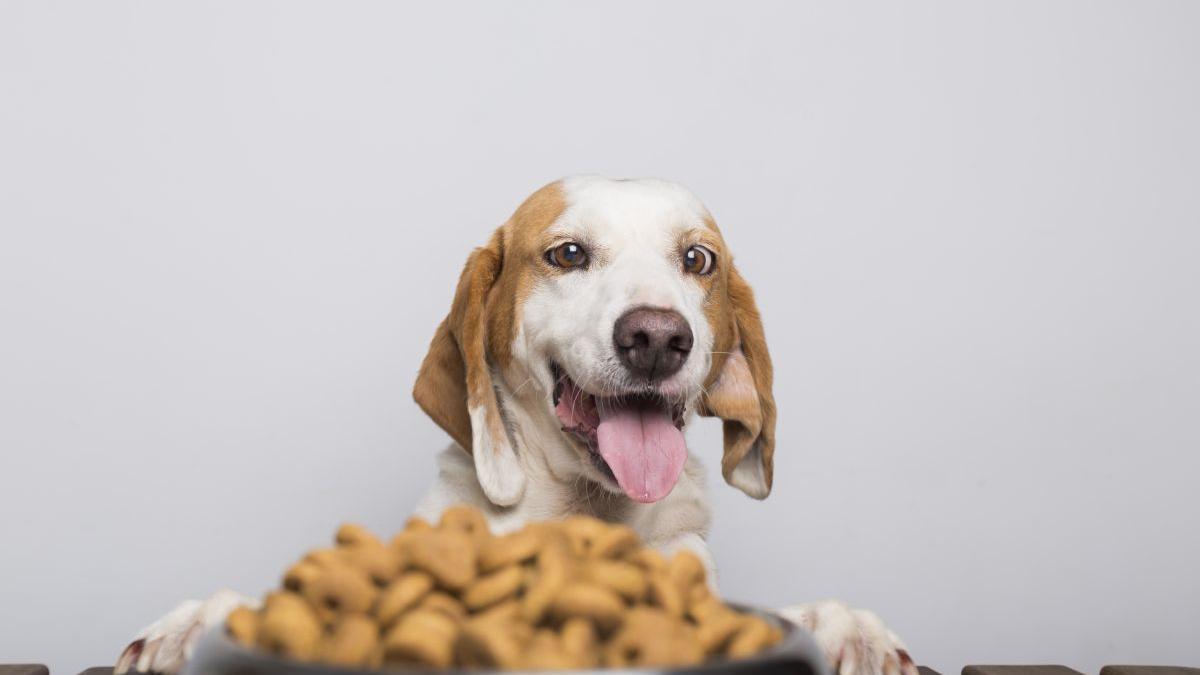 Los perros también se van de tapas en Zaragoza.