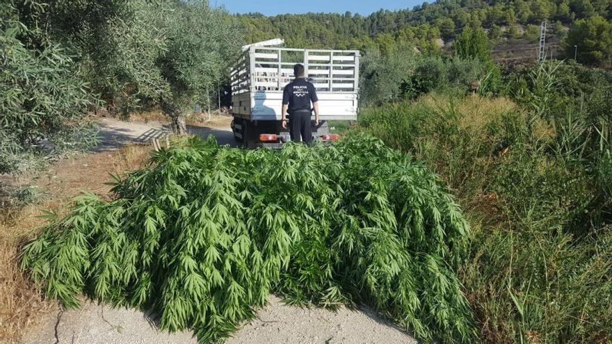 Los agentes intervienen las plantas.