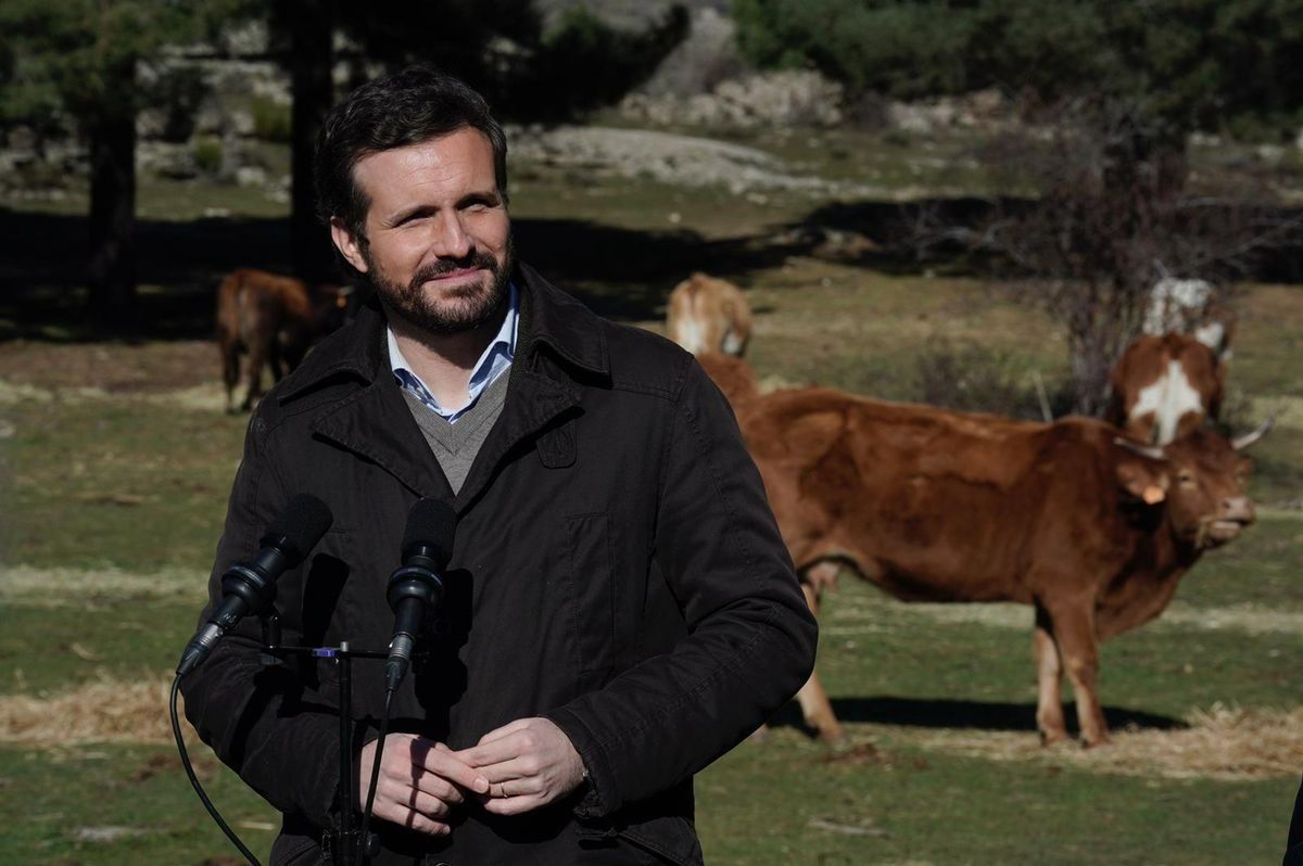 El líder del PP, Pablo Casado, en una explotación ganadera extensiva en Ávila.