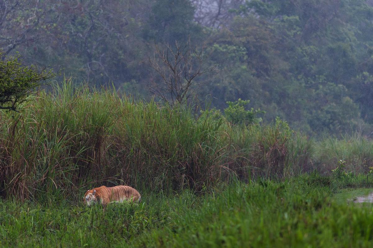 El tigre dorado avanza entre la densa vegetación.