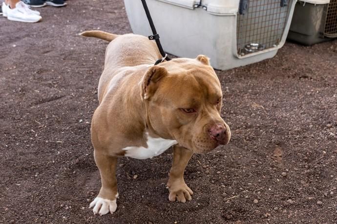 II Feria de Mascotas en Maspalomas