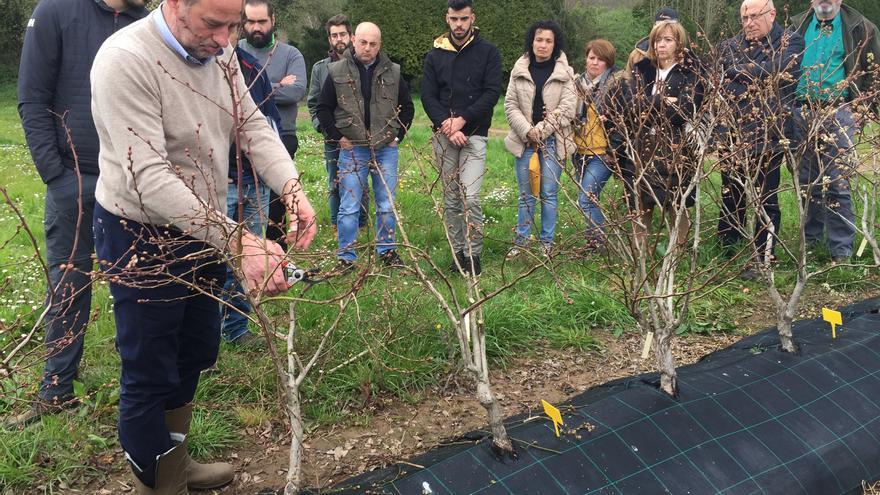 El cultivo de moda en Villaviciosa: estas son las claves para producir con éxito arándanos y frutos rojos