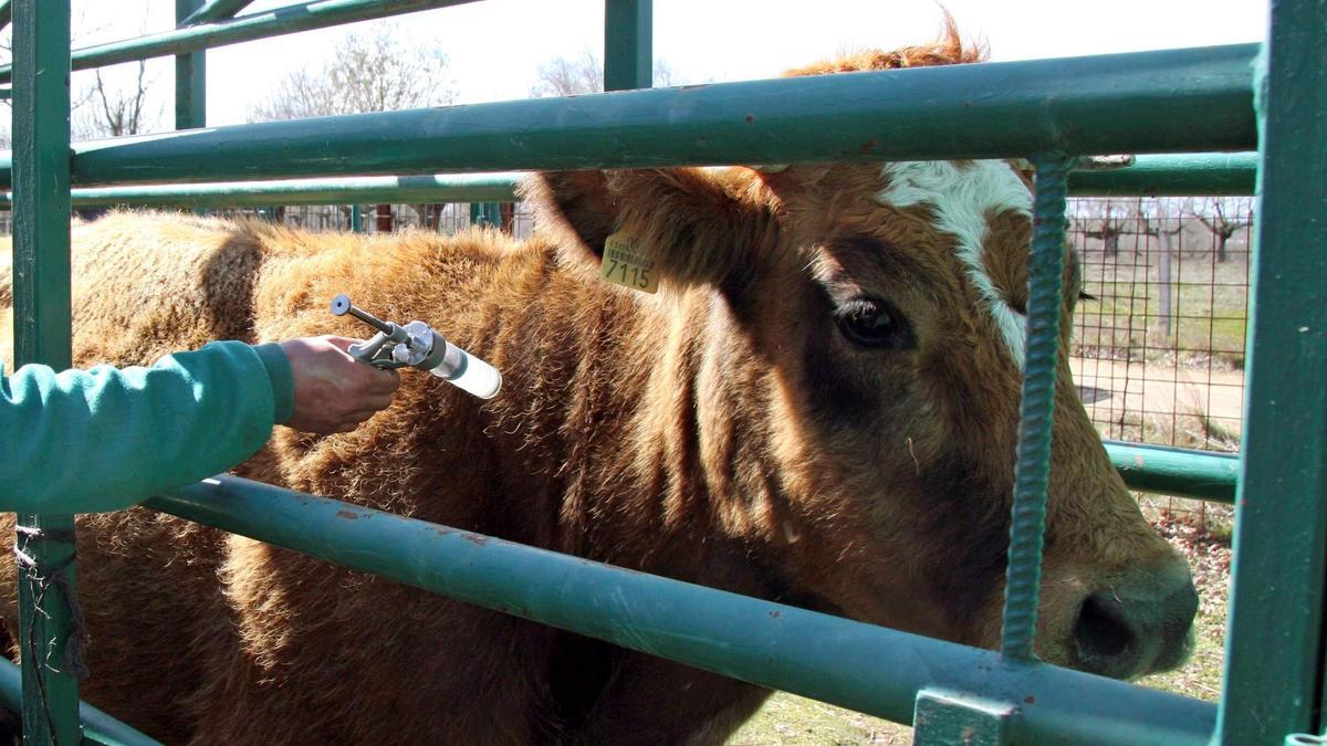 Un veterinario vacunando a una res