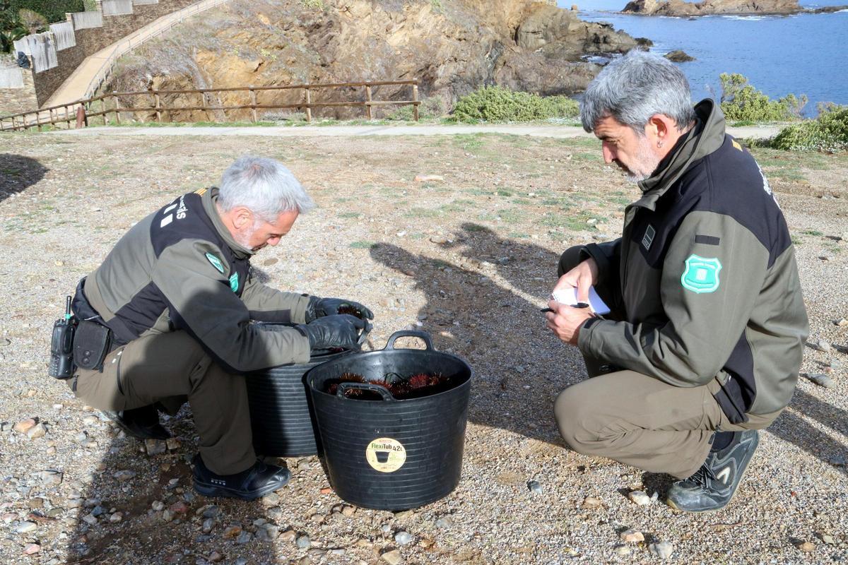 Dos agents rurals comptabilitzant garotes  al Port de la Selva.