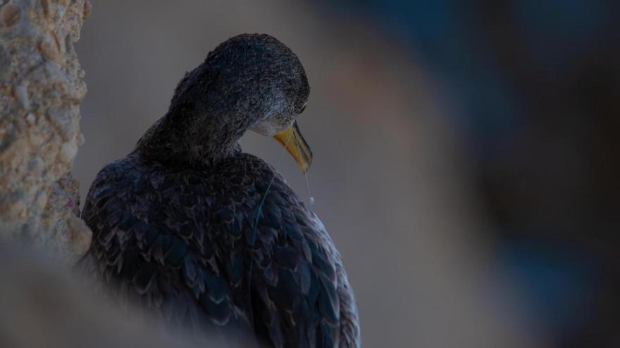 Un cormorán atrapado por un sedal en Ibiza