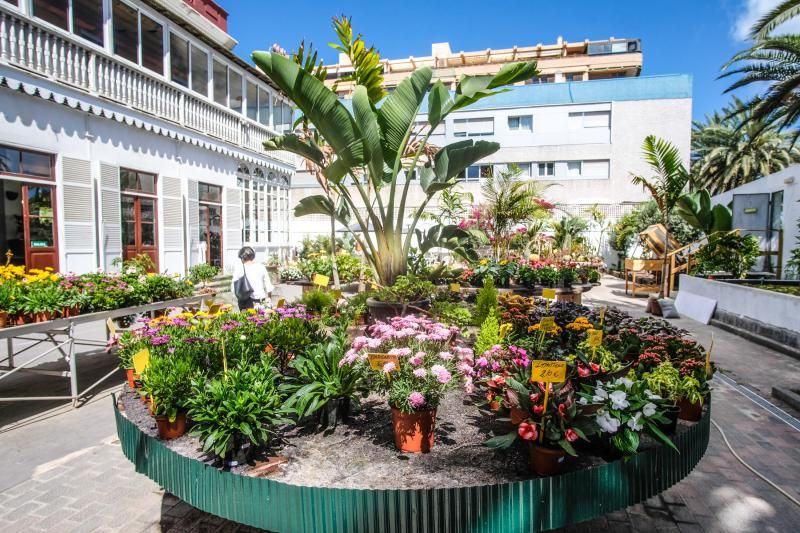 El Churchill reconvertido en tienda de plantas