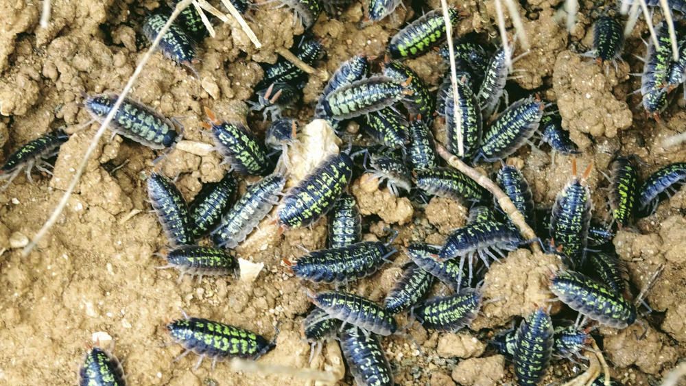 Insectes fent un sender al parc del Montgrí.