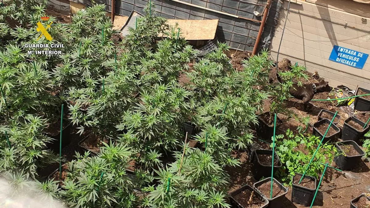 Marihuana con nombre propio y seguridad canina: desmantelan invernadero ilegal